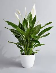 O segredo para dormir melhor pode estar nas plantas do seu quarto